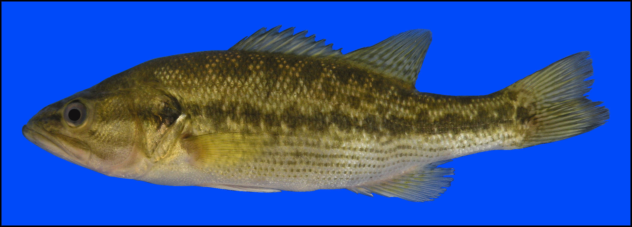 Spotted Bass Micropterus Punctulatus